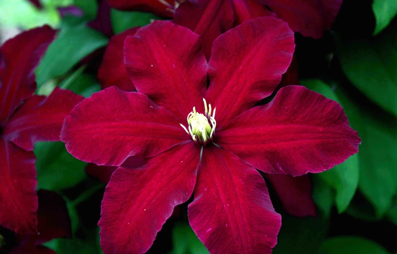 Niobe на Пулков Сад