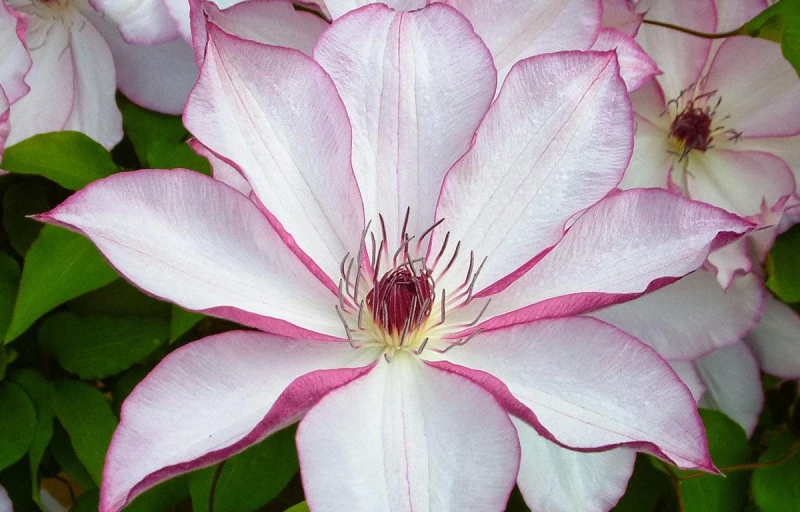 Omoshiro на Пулков Сад