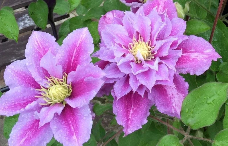 Piilu на Пулков Сад