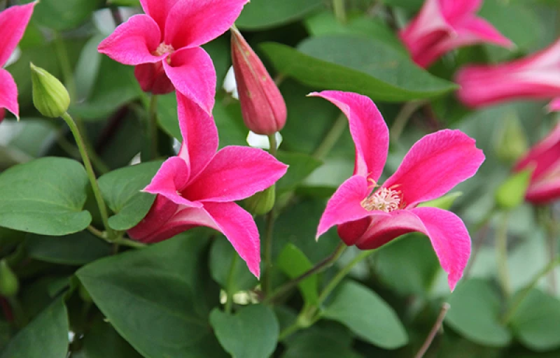 Princess Diana на Пулков Сад