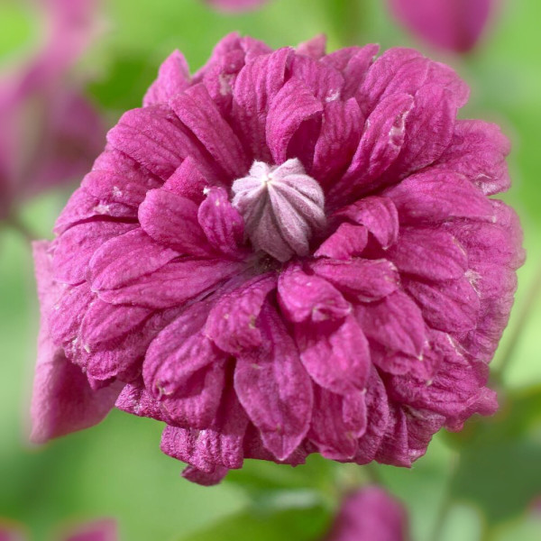 Purpurea Plena Elegans