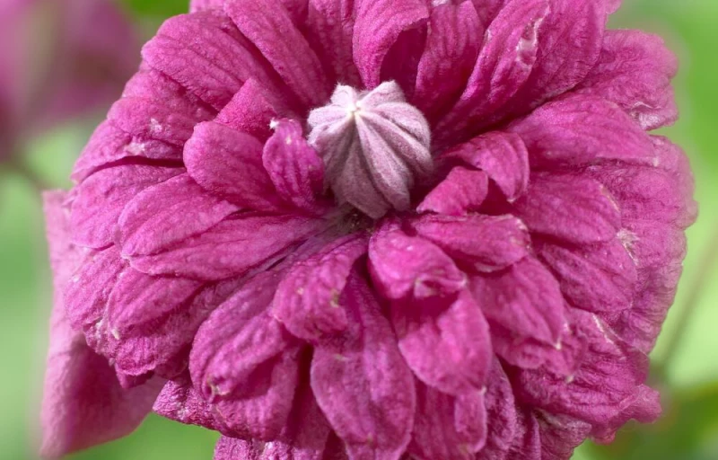 Purpurea Plena Elegans на Пулков Сад