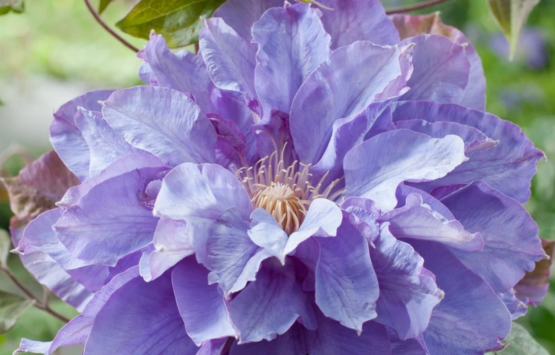 Vyvyan Pennell на Пулков Сад