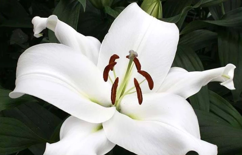 Zambesi на Пулков Сад