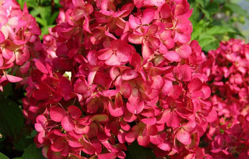 Diamond Rouge на Пулков Сад