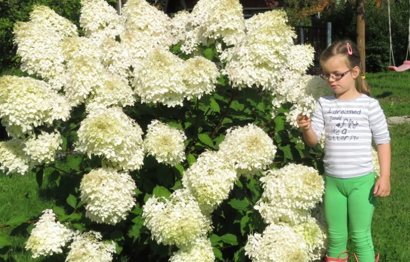 Polar Bear на Пулков Сад