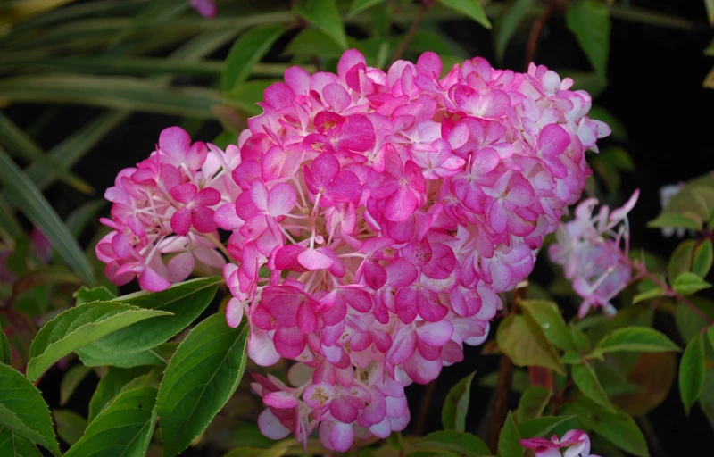 Sundae Fraise на Пулков Сад