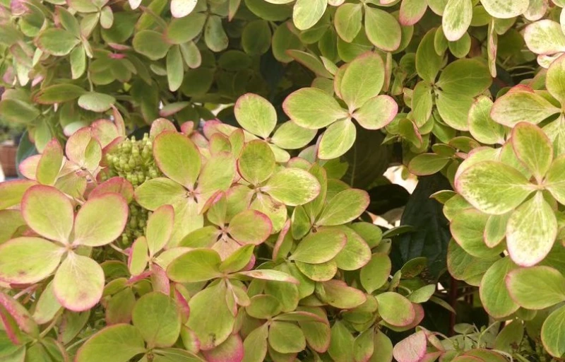 Pastel Green на Пулков Сад