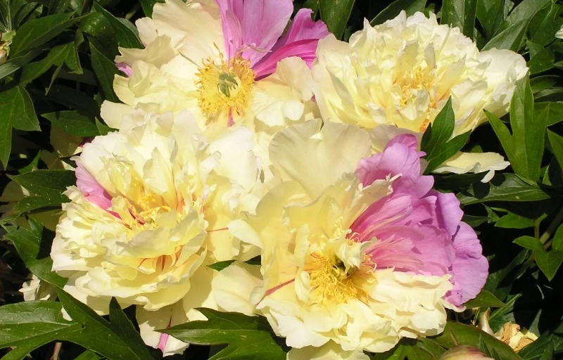 Lemon Dream на Пулков Сад