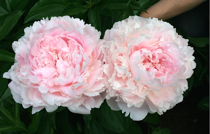 Pillow Talk на Пулков Сад