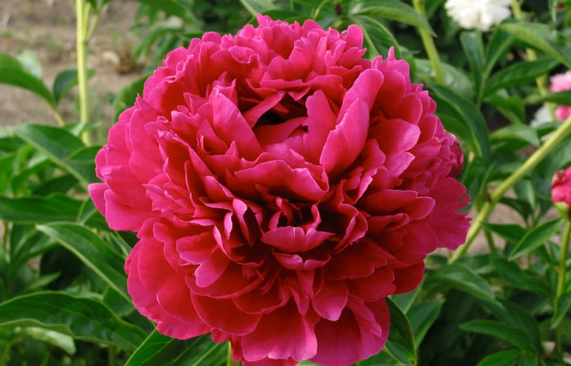 Paul M. Wild на Пулков Сад