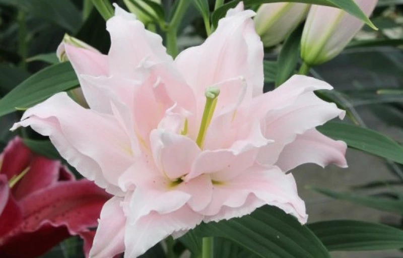 Amistad на Пулков Сад