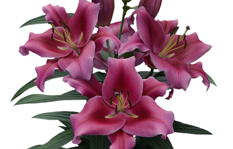 Dalian на Пулков Сад