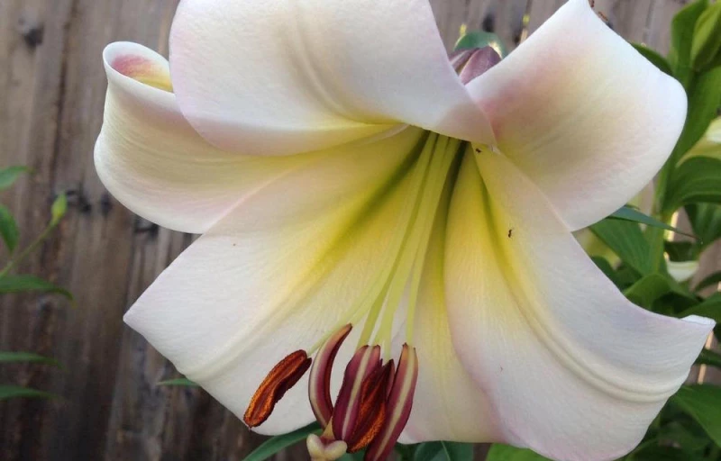 Eastern Moon на Пулков Сад