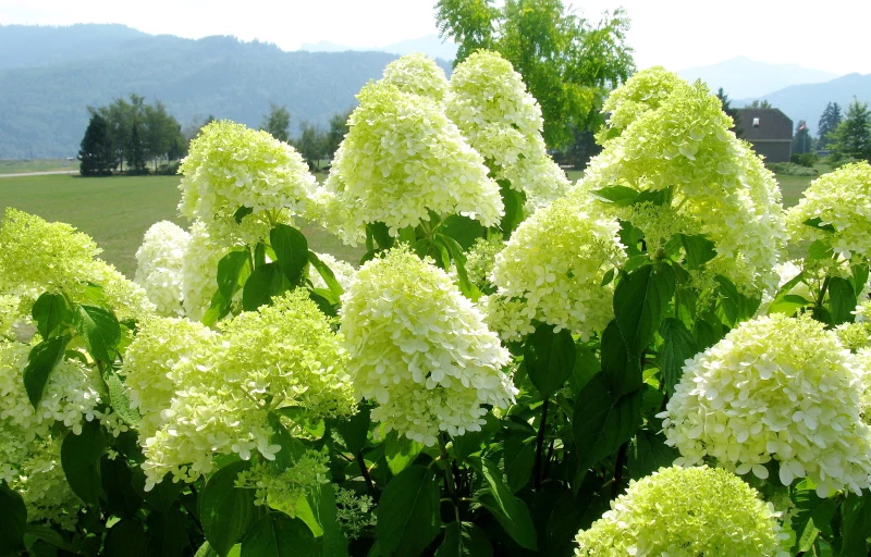 Limelight на Пулков Сад