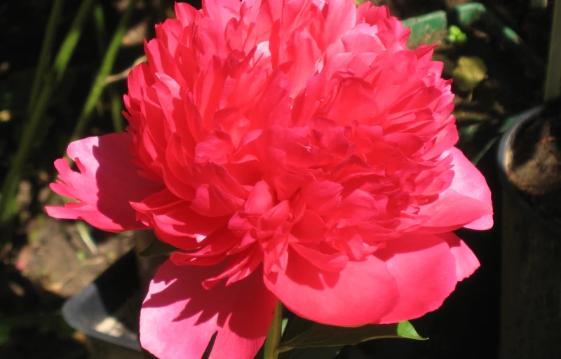 Command Performance на Пулков Сад