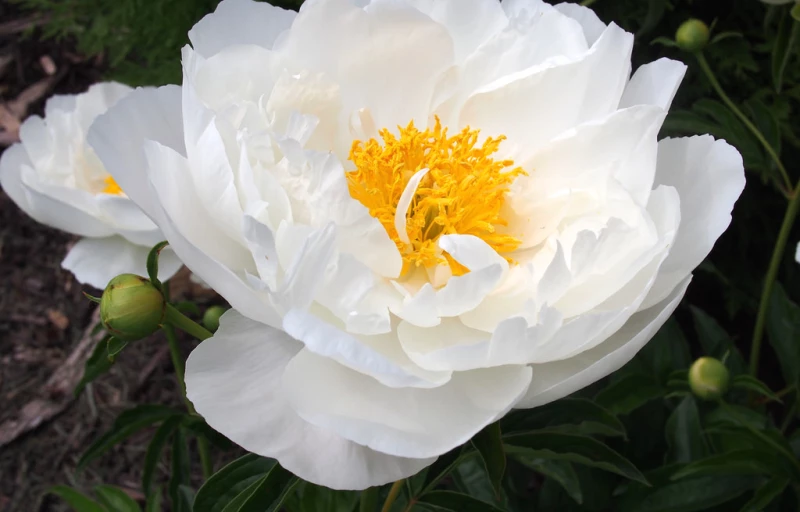 Miss America на Пулков Сад