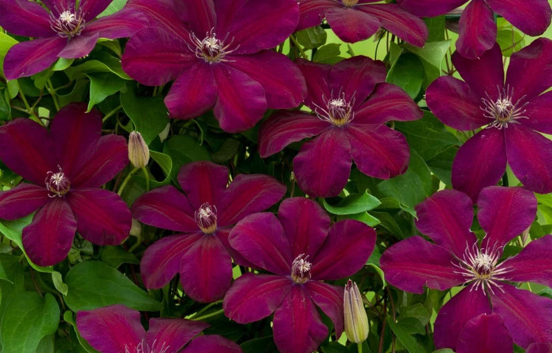 Westerplatte на Пулков Сад