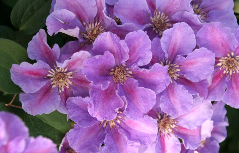 Ashva на Пулков Сад