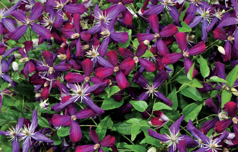 Sweet Summer Love на Пулков Сад