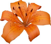 Изображение категории Лилии