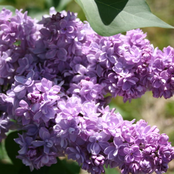 Андрюша Громов