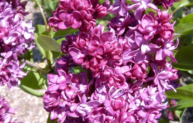 Чарльз Джоли на Пулков Сад