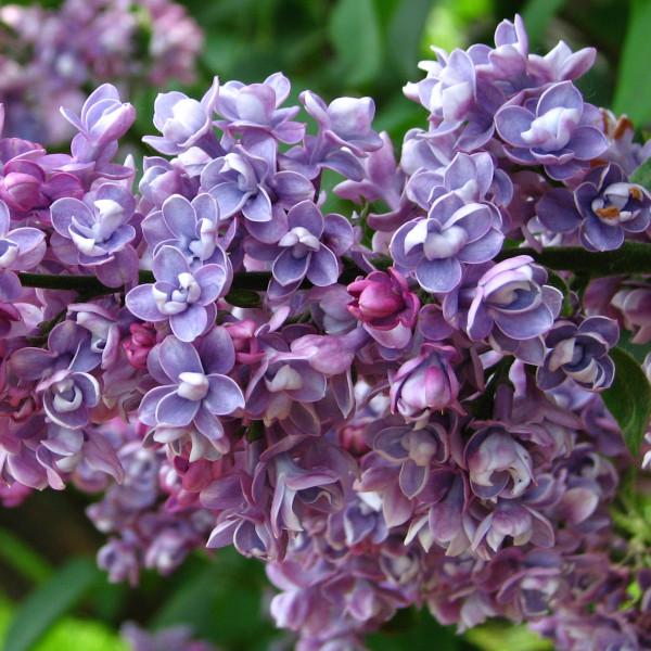 Леонид Колесников