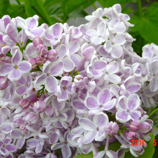 Лила Вандер