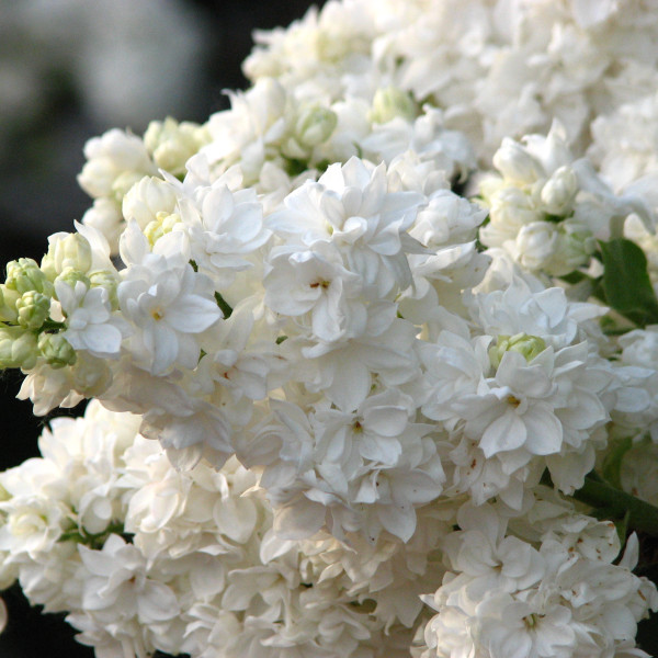 Моник Лемуан