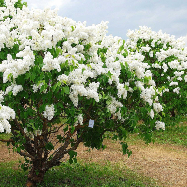 Память о Колесникове