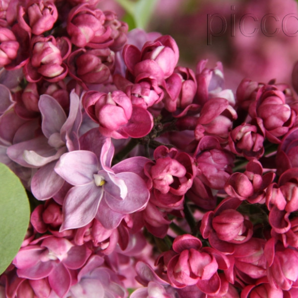 Поль Тирион