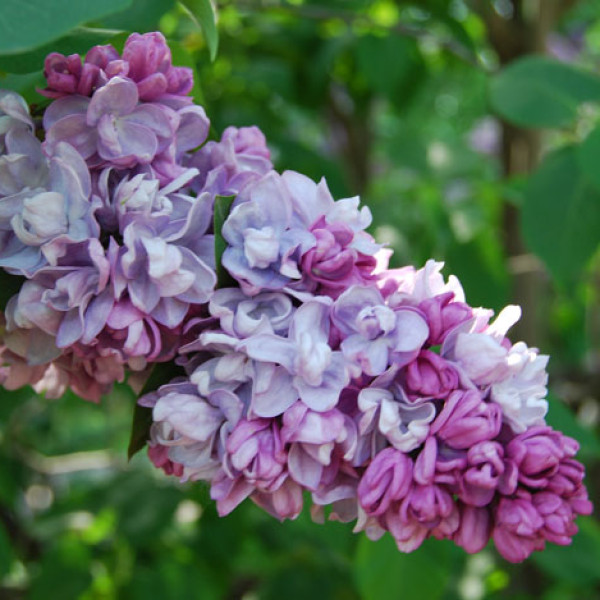 П.П Кончаловский