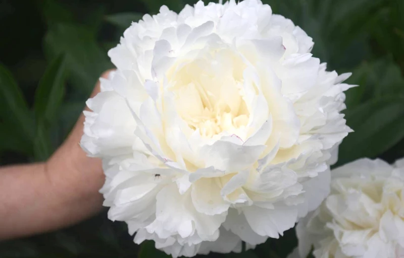 Class Act на Пулков Сад