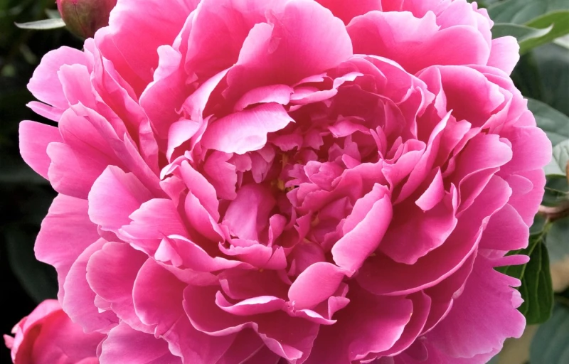 Alexander Fleming на Пулков Сад