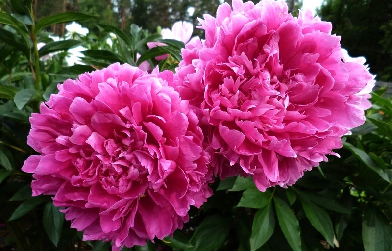 Glory Hallelujah на Пулков Сад