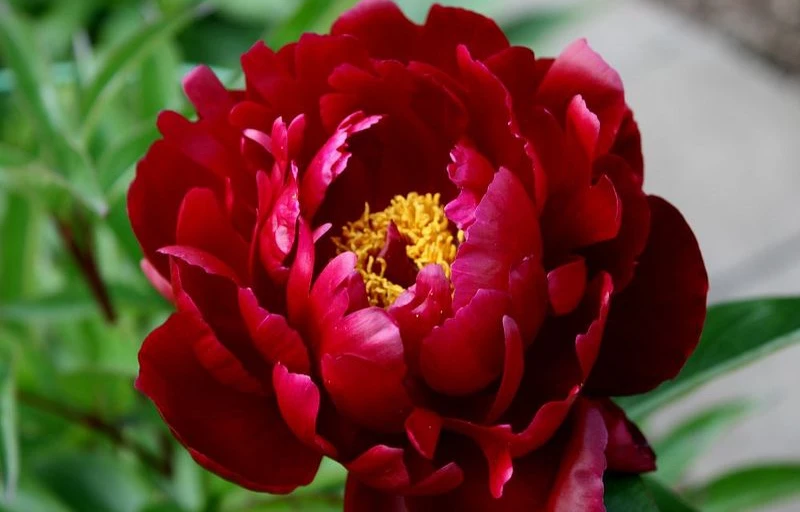 Peter Brand на Пулков Сад