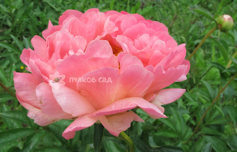 Pink Hawaiian Coral на Пулков Сад