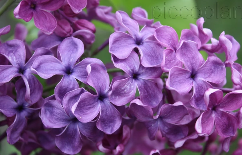 Сумерки на Пулков Сад