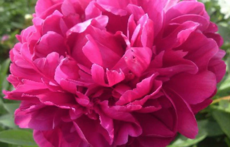 Red Sarah Bernhardt на Пулков Сад