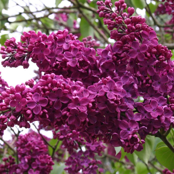 Людвига Шпет