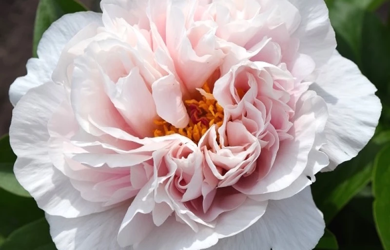 Blushing Princess на Пулков Сад