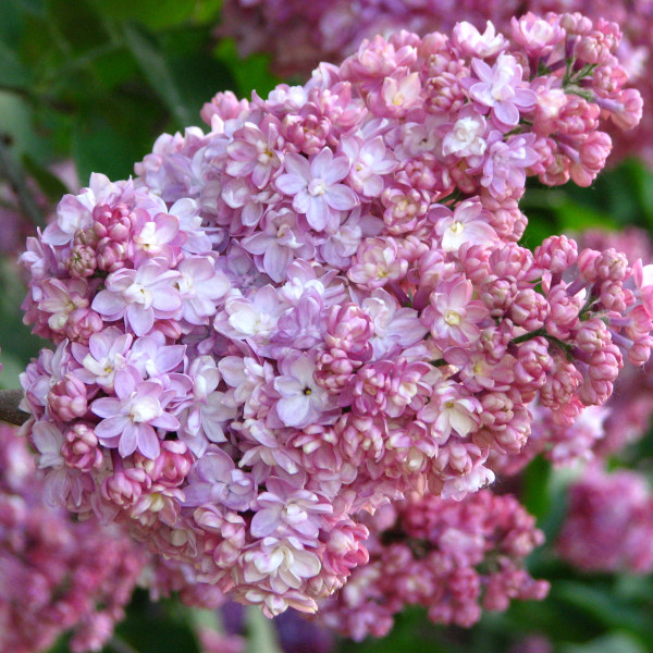 Память о Вехове