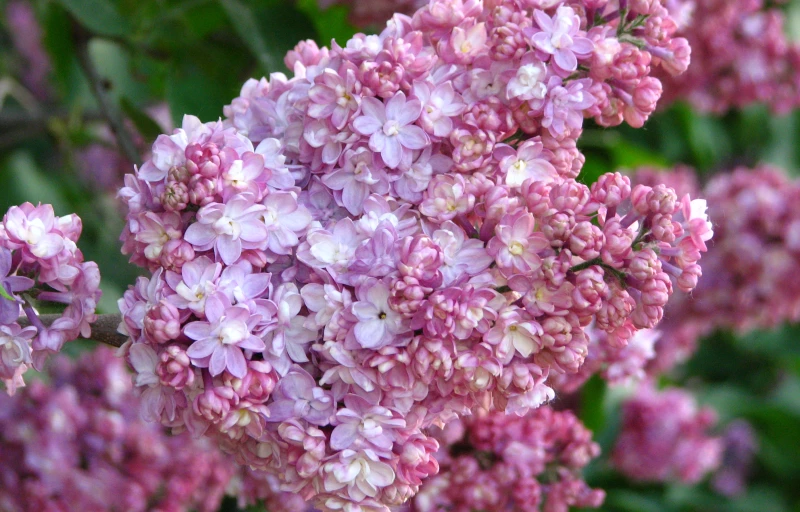 Память о Вехове на Пулков Сад