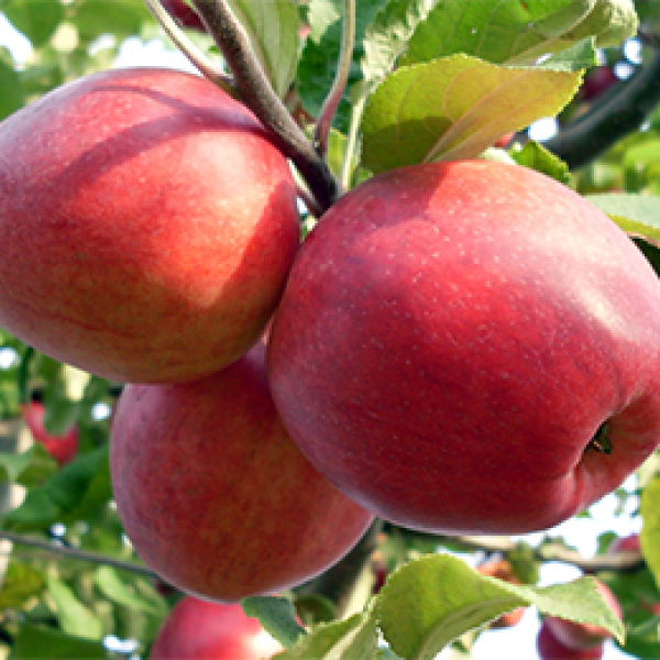 Пепин шафранный