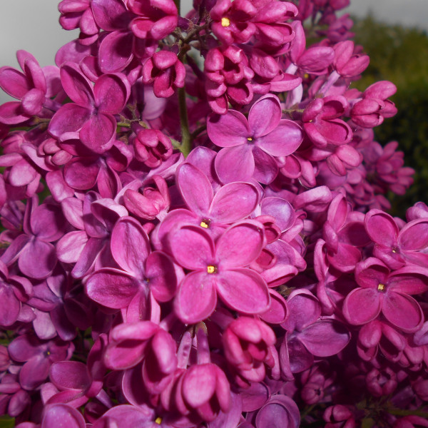 Заря Коммунизма