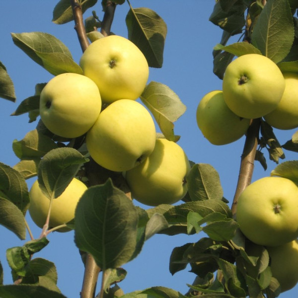 Белый налив