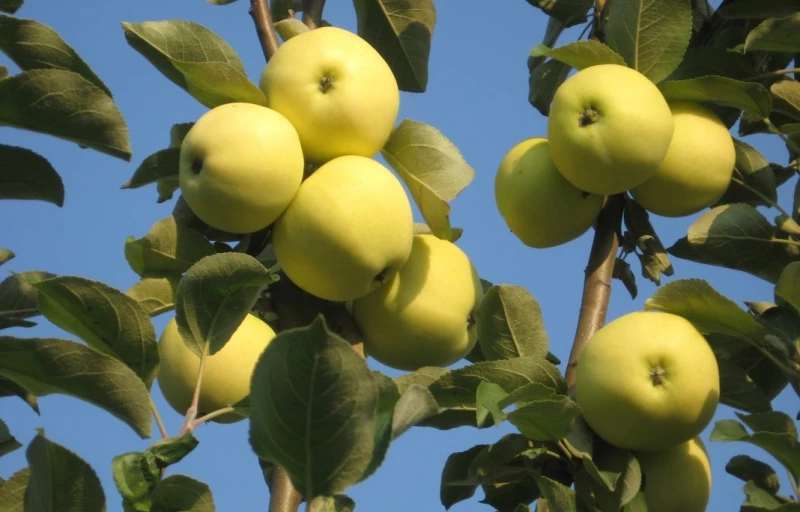 Белый налив на Пулков Сад