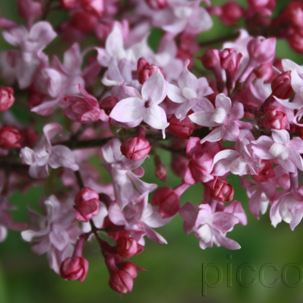 Олимпиада Колесникова