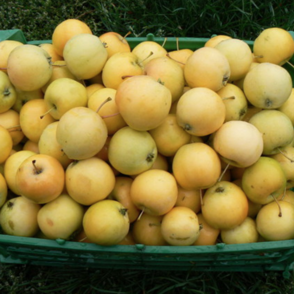 Китайка золотая